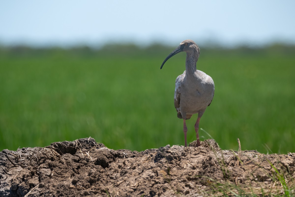 Plumbeous Ibis - ML630671902