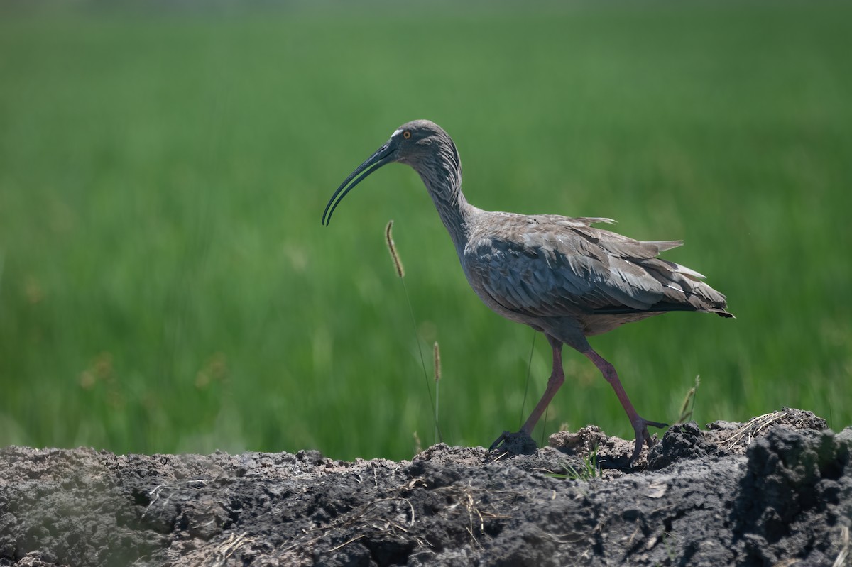 Plumbeous Ibis - ML630671903