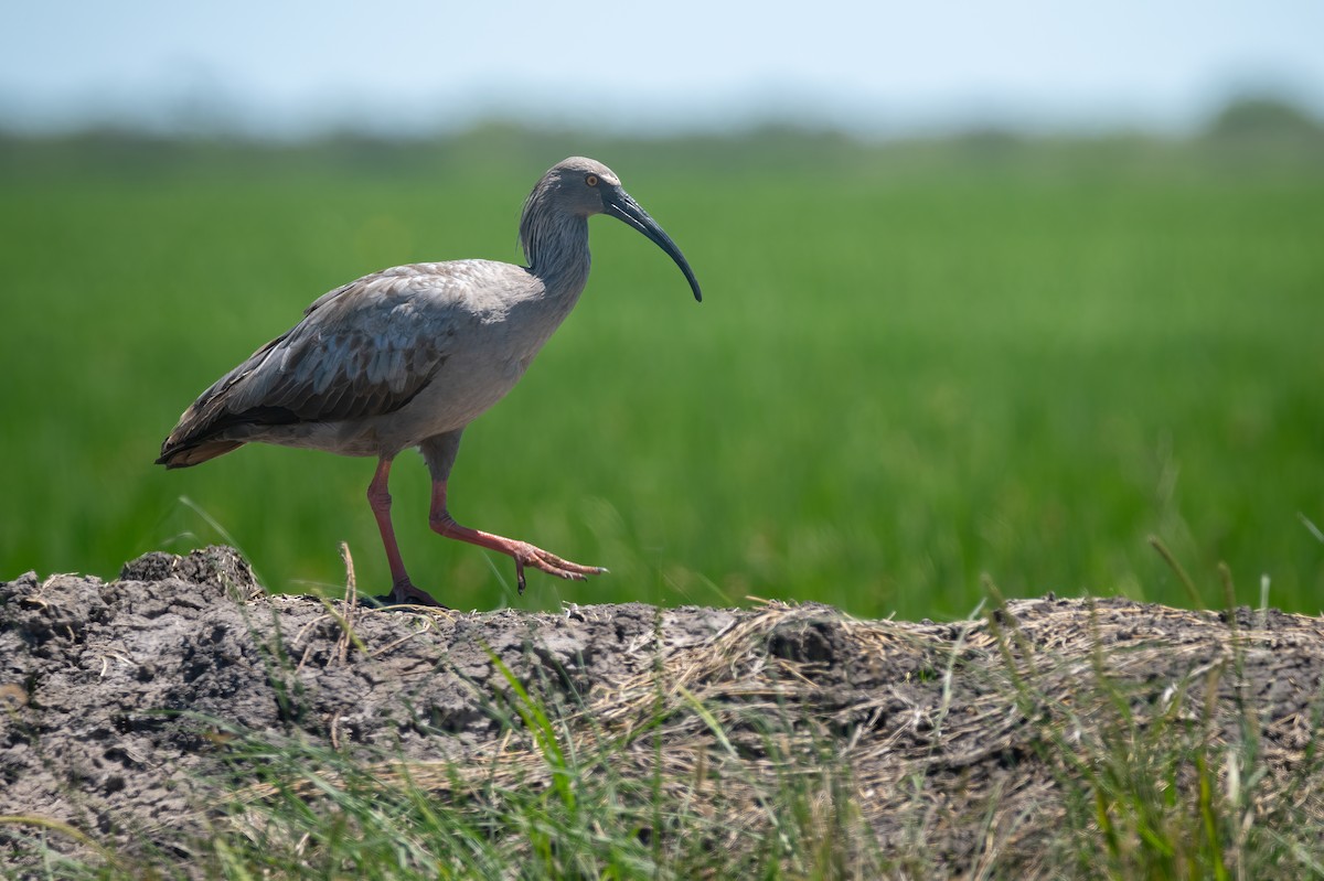 Plumbeous Ibis - ML630671905