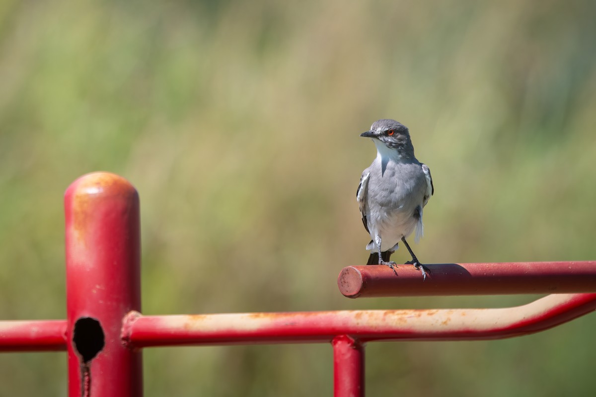 Gray Monjita - ML630671917