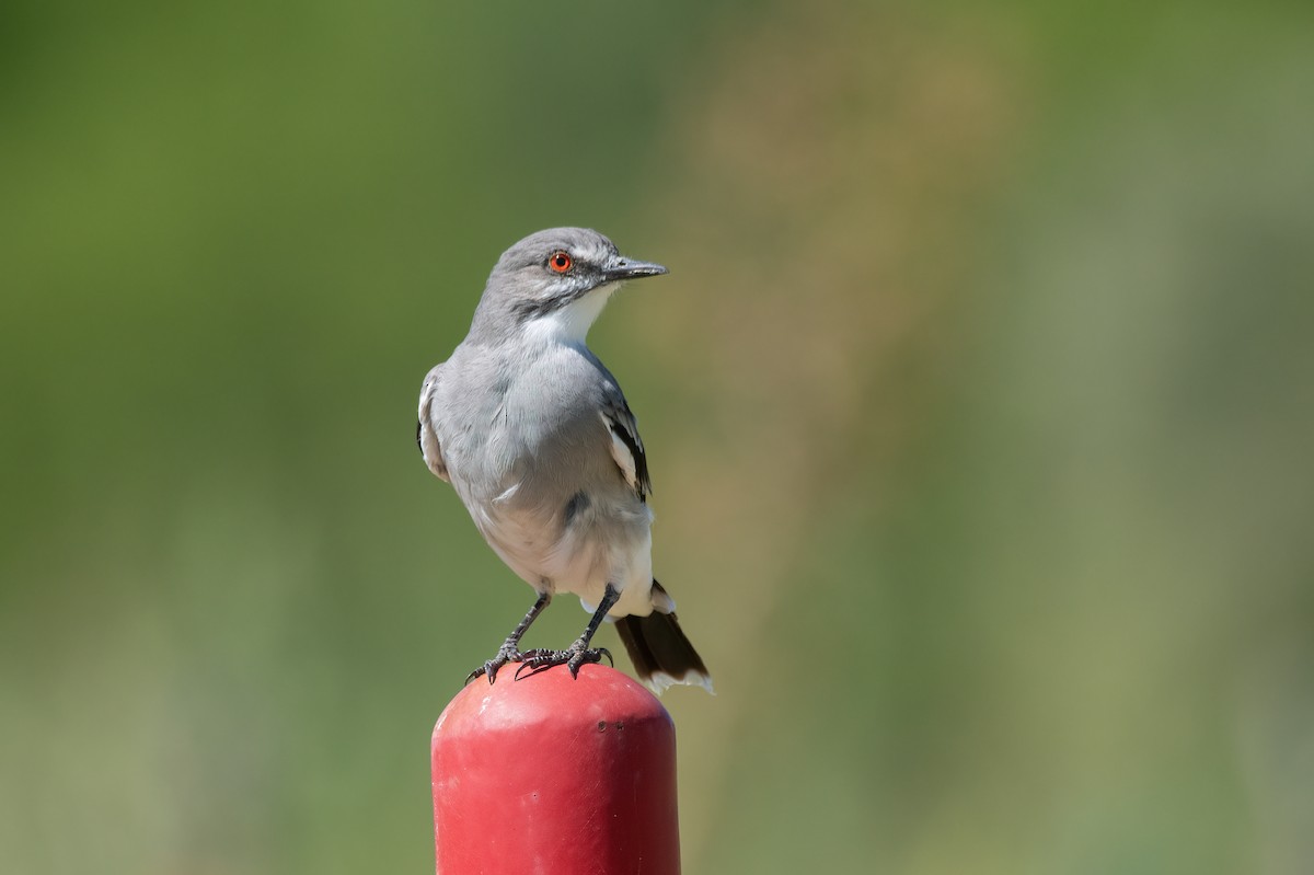 Gray Monjita - ML630671919