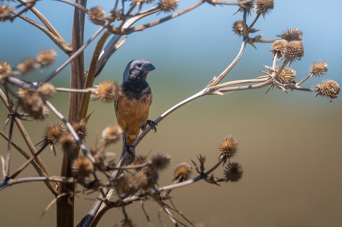 Dark-throated Seedeater - ML630671926