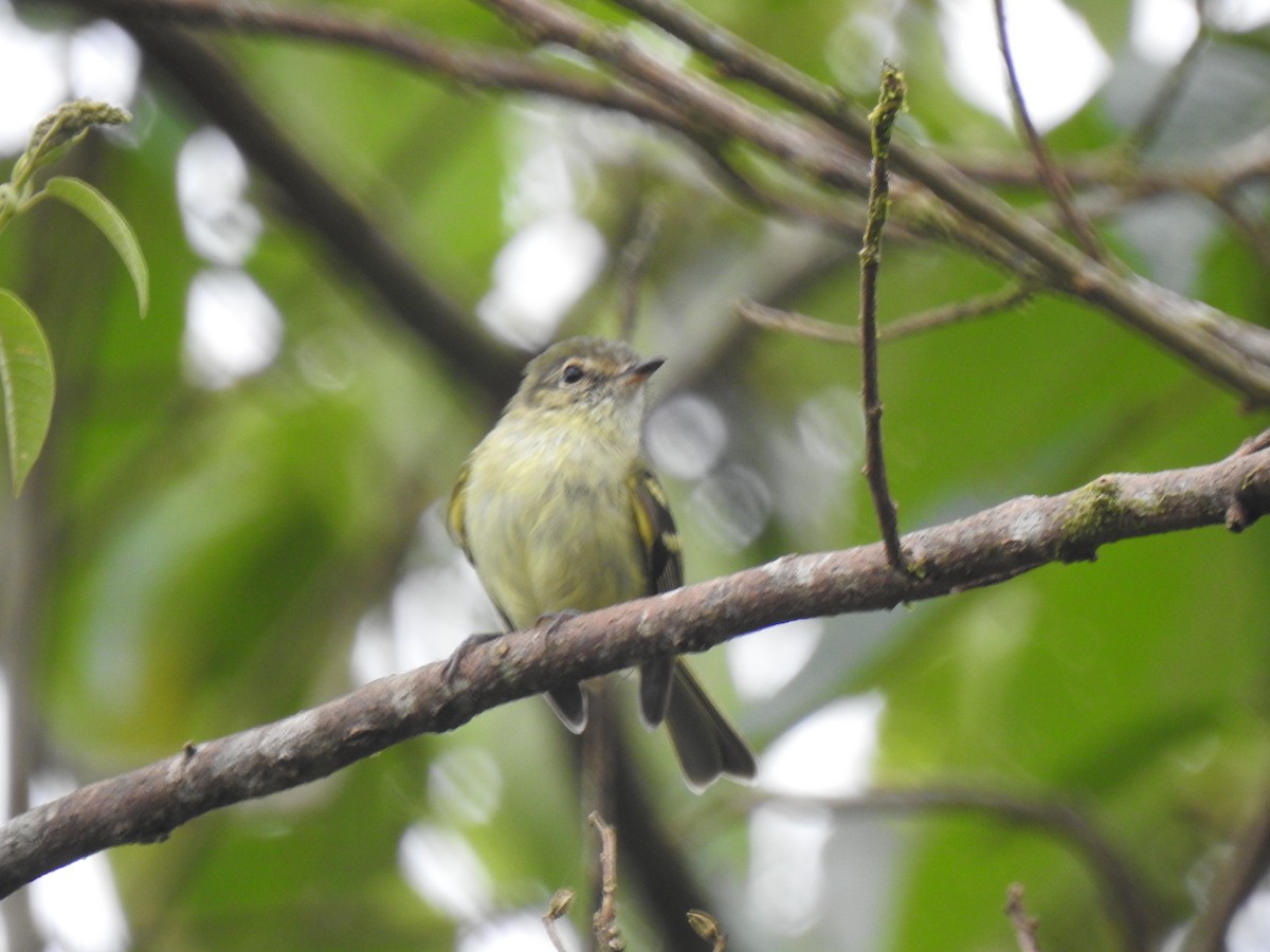 Bahia Tyrannulet - ML630672155