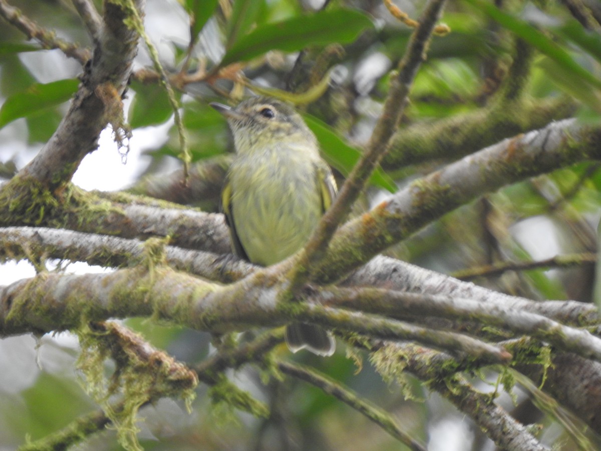 Bahia Tyrannulet - ML630672160