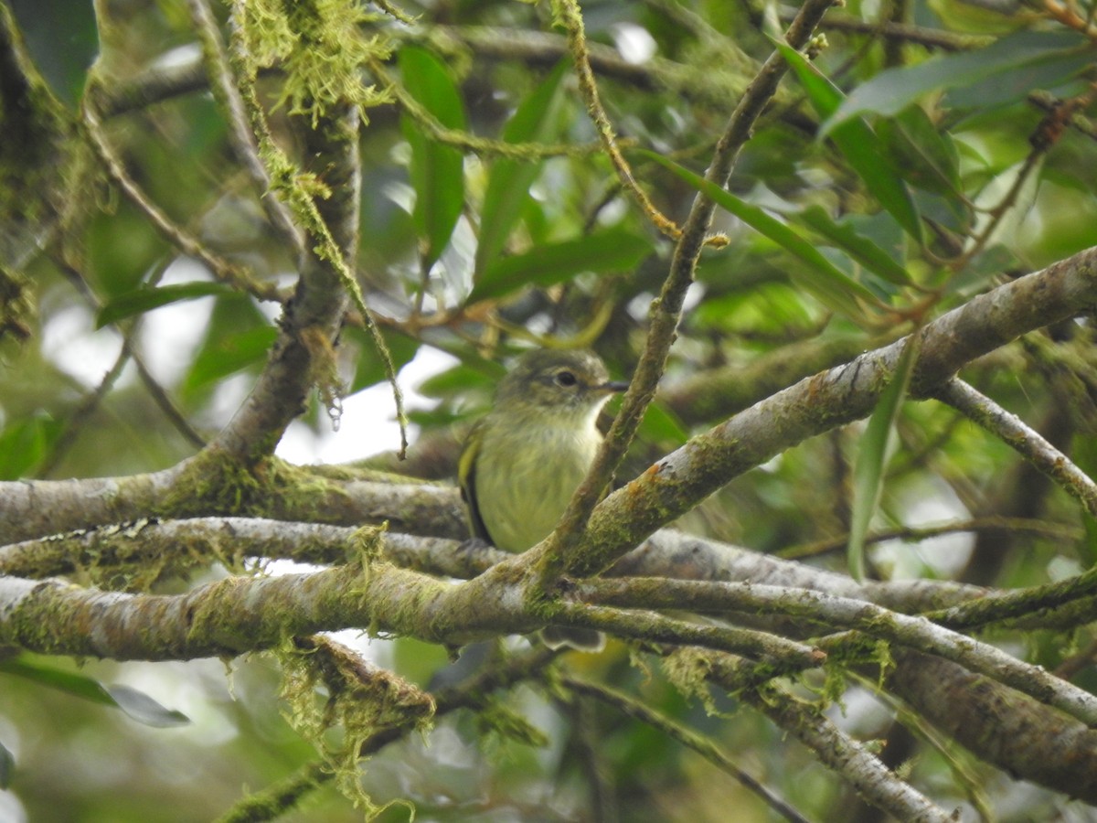Bahia Tyrannulet - ML630672163