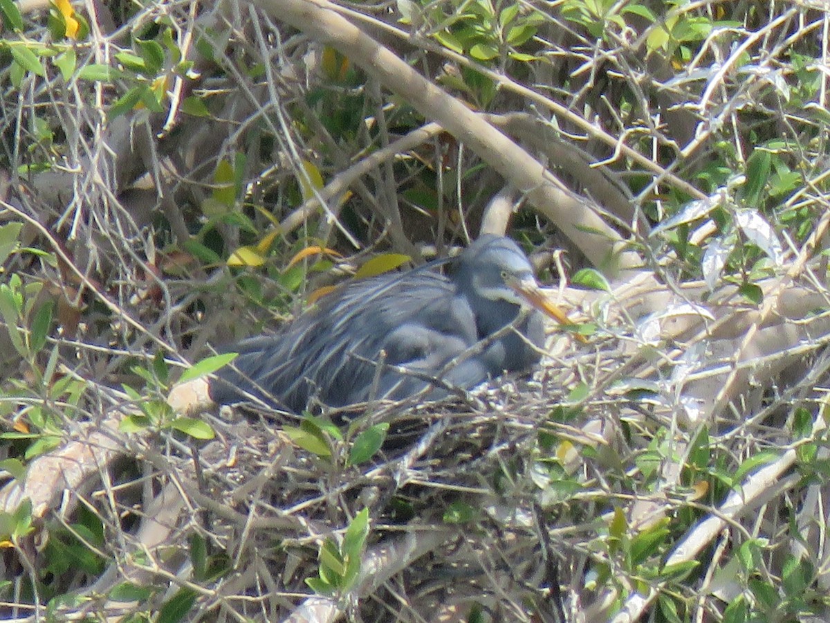 Western Reef-Heron - ML630672362