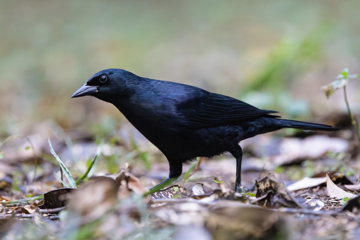 Cuban Blackbird - ML630672434