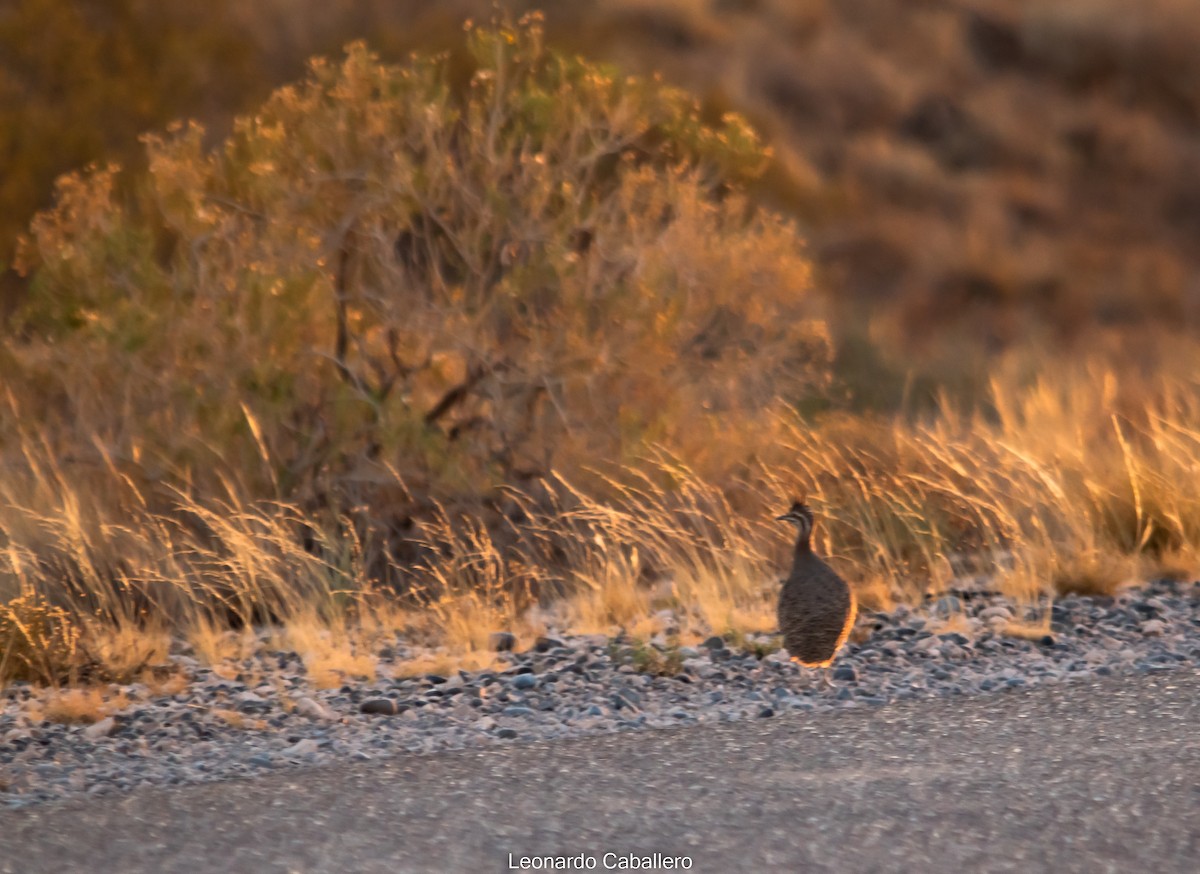 Elegant Crested-Tinamou - ML630672461