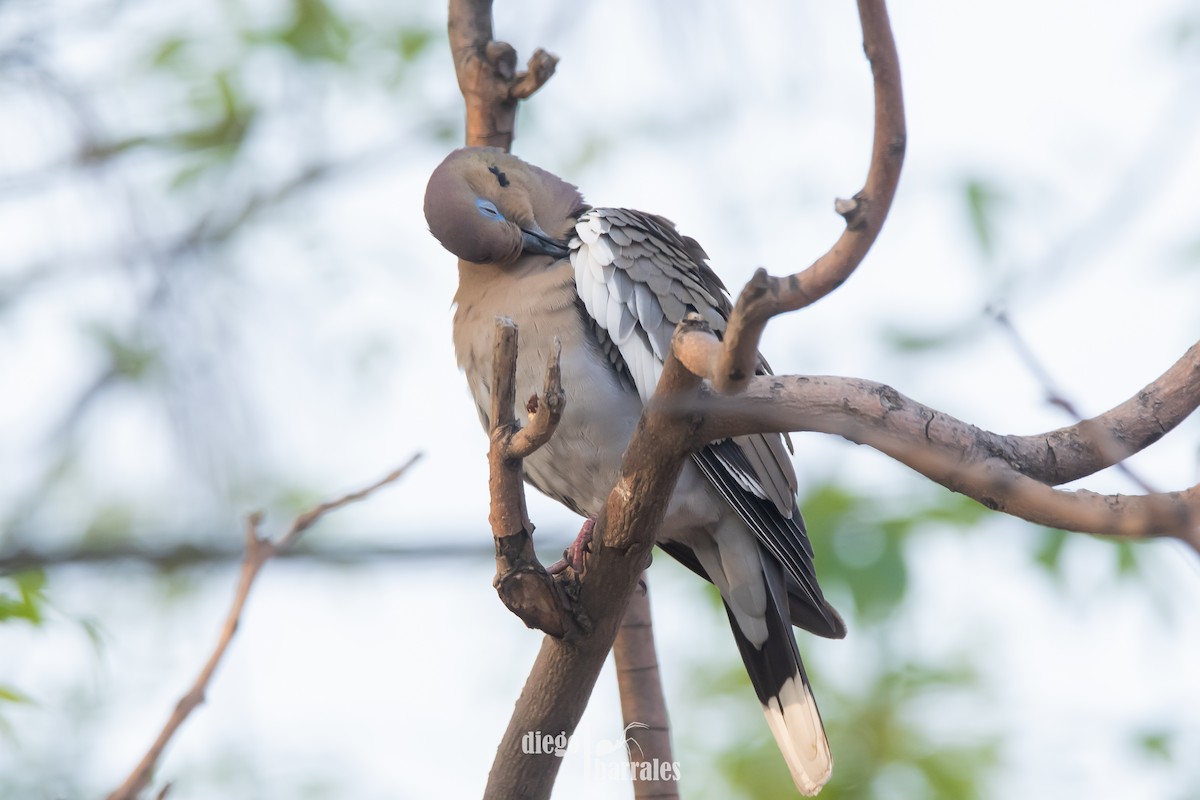 White-winged Dove - ML630672540