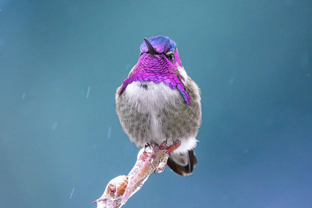 Costa's Hummingbird - John C Sullivan