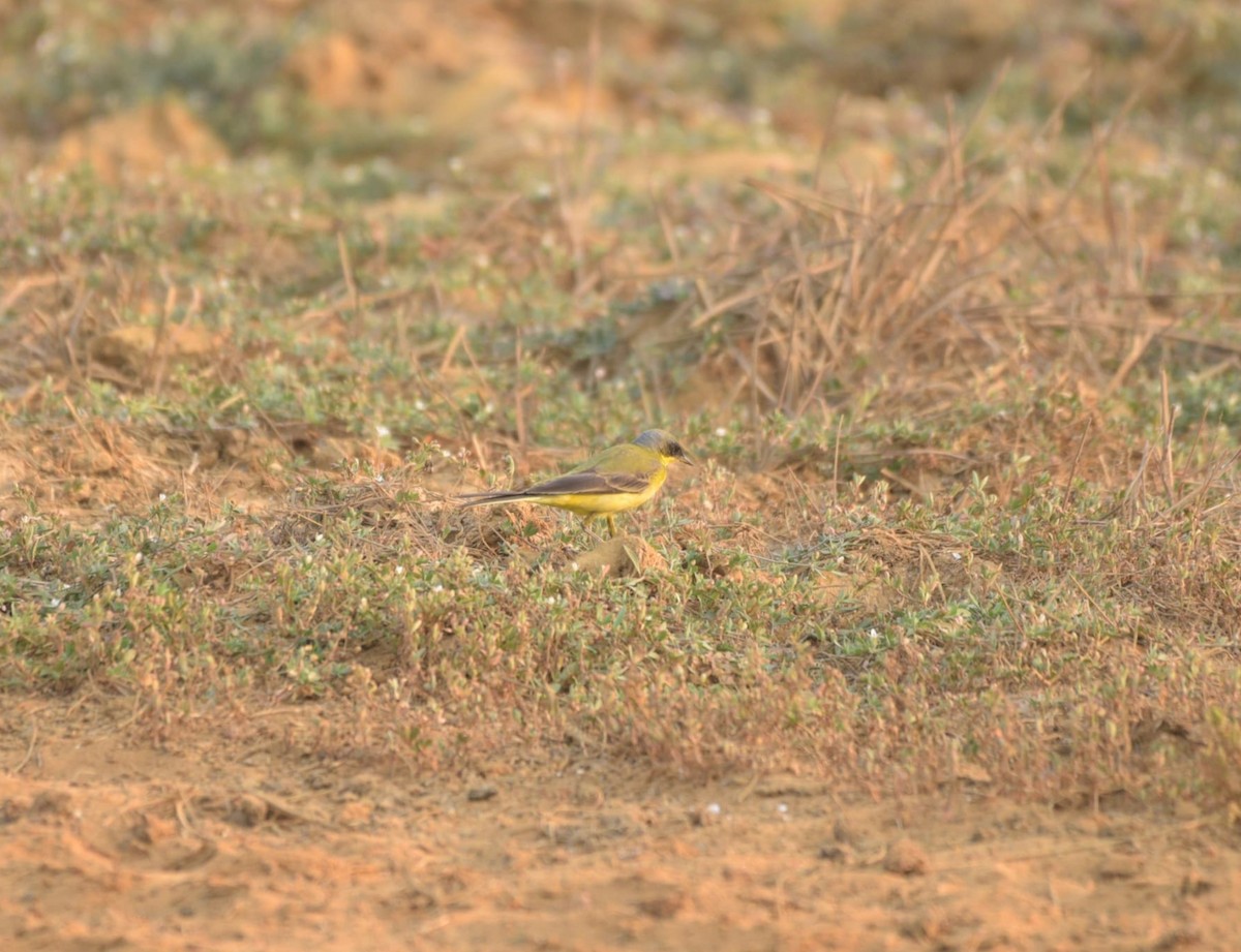 Eastern Yellow Wagtail - ML630672973