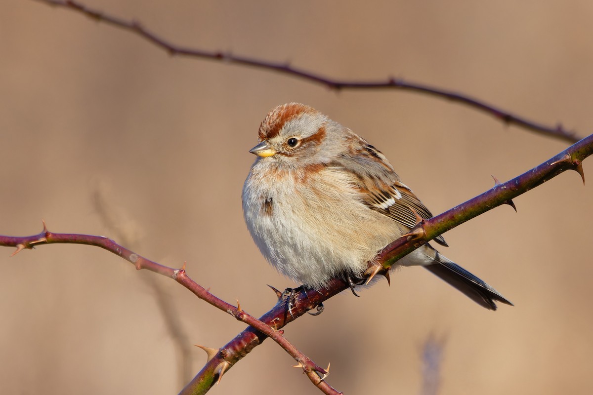 American Tree Sparrow - Ankur Dave