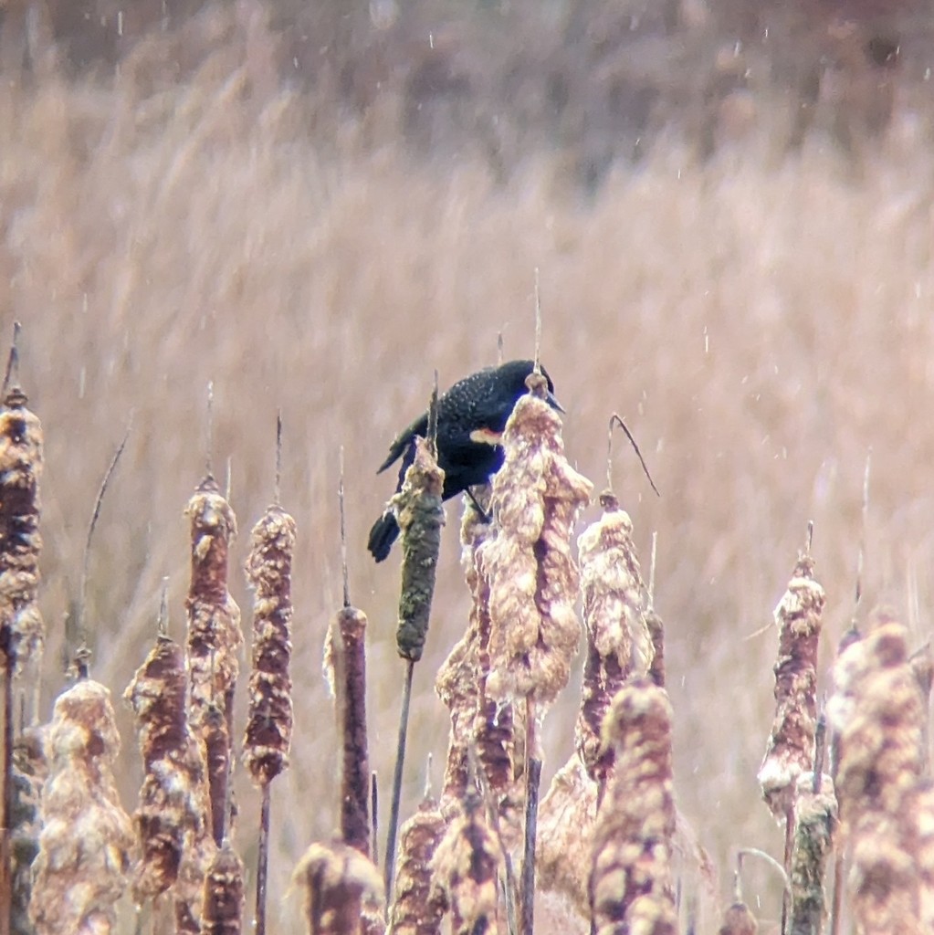 Red-winged Blackbird - ML630673022