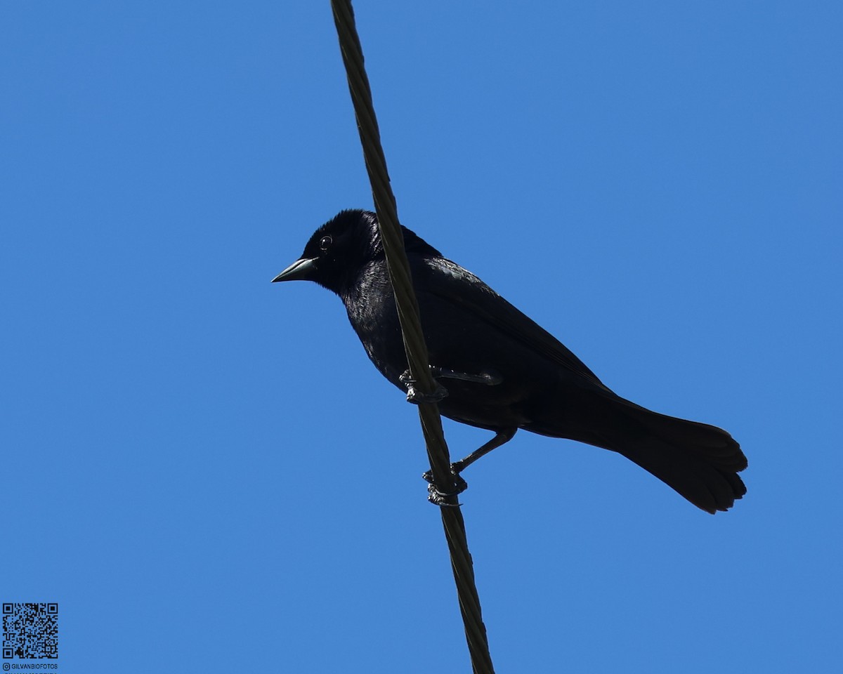 Shiny Cowbird - ML630673077