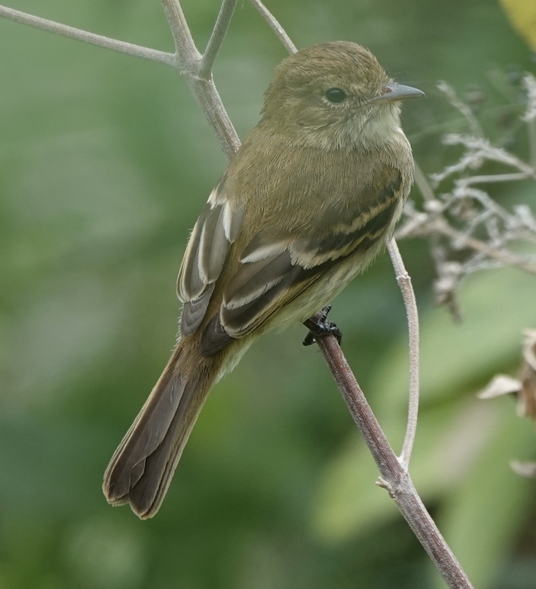 Bran-colored Flycatcher - ML630673096