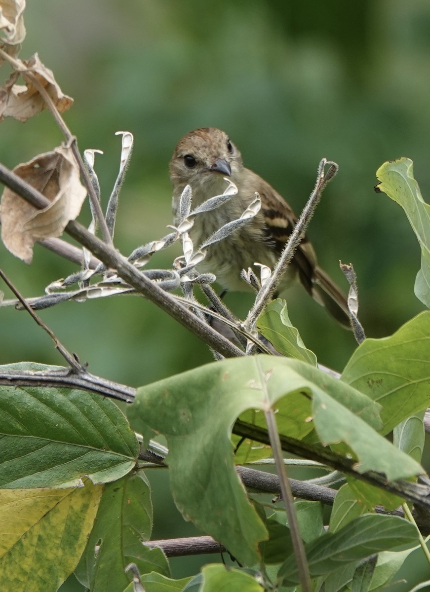 Bran-colored Flycatcher - ML630673097