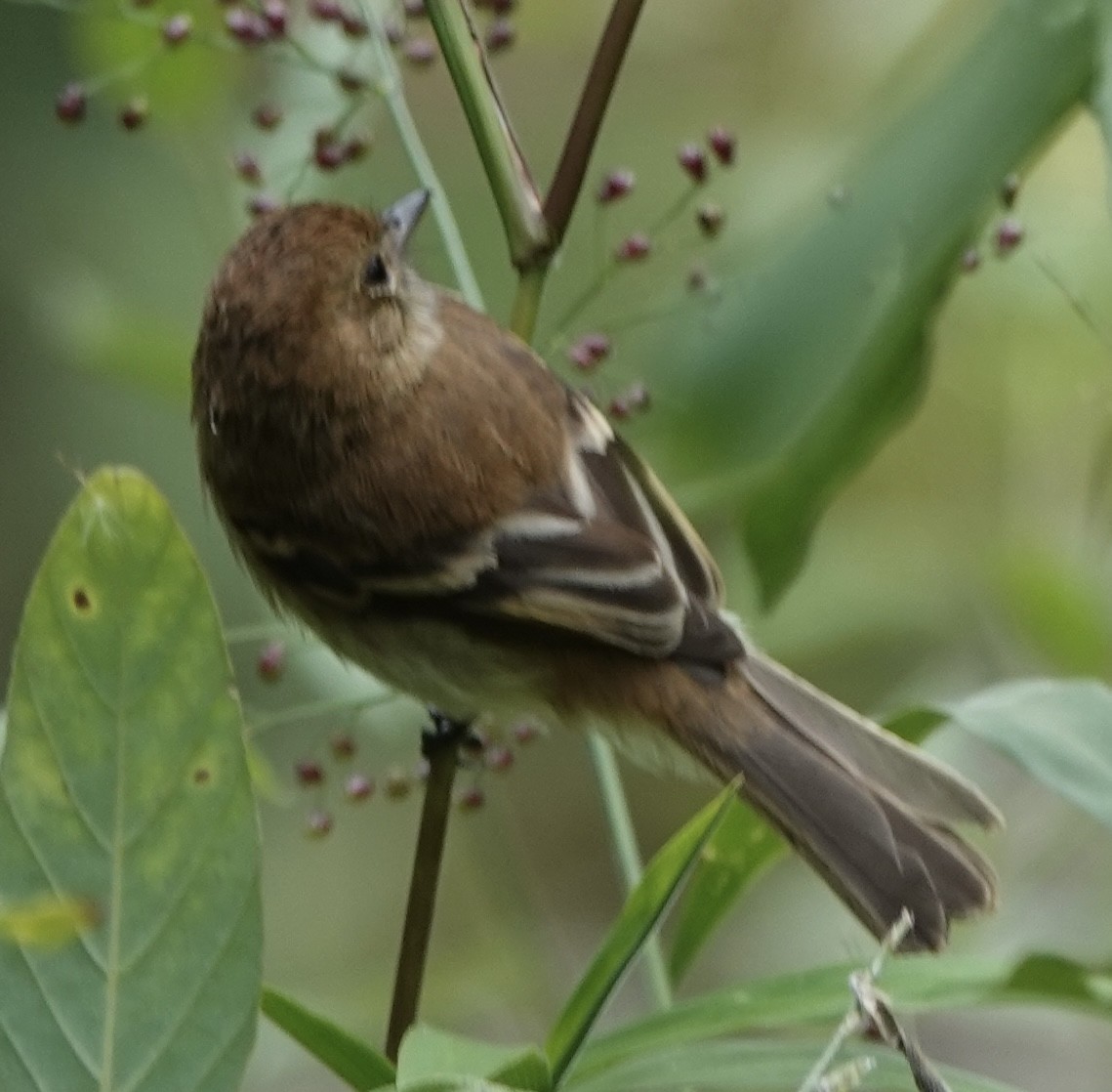 Bran-colored Flycatcher - ML630673098