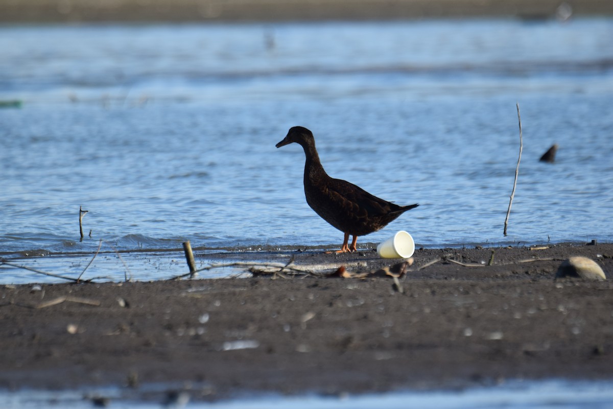 ebird-checklist-8-feb-2025-chalatenango-sv-14-031-89-009-41
