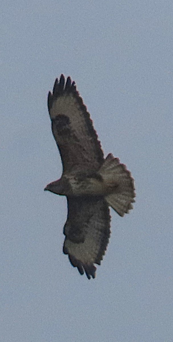 Buse variable - ML630673357