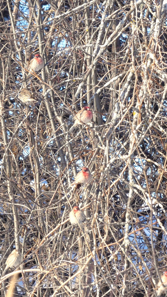 House Finch - ML630673560