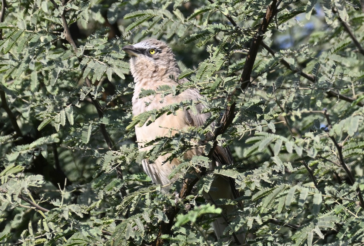 Large Gray Babbler - ML630673579
