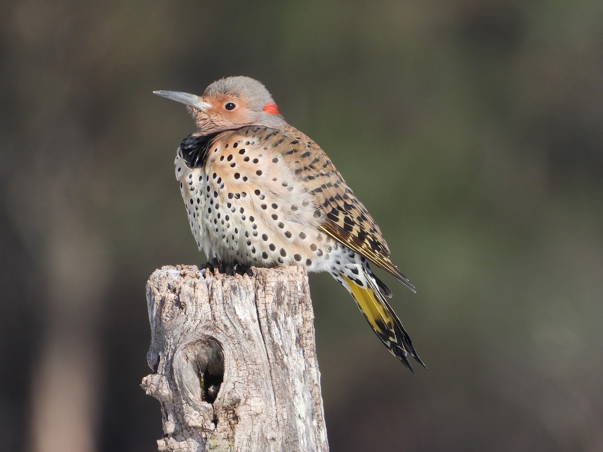 Northern Flicker - inga schmidt