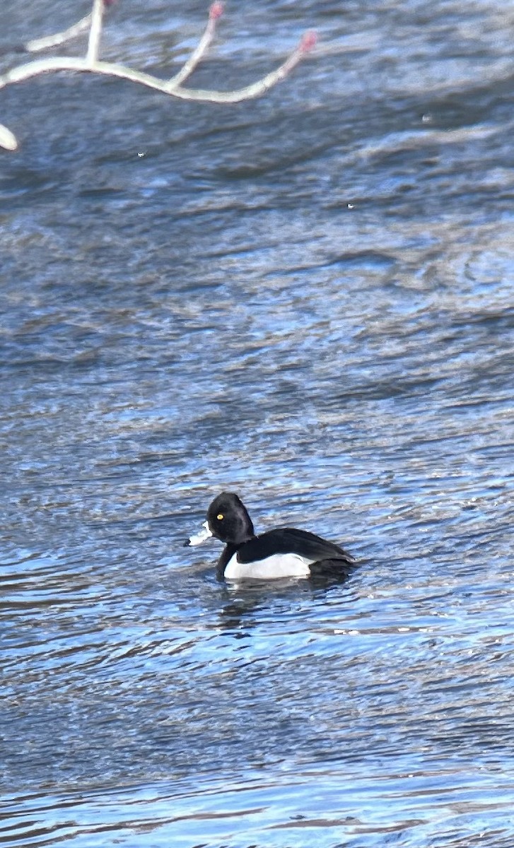 Ring-necked Duck - ML630674035