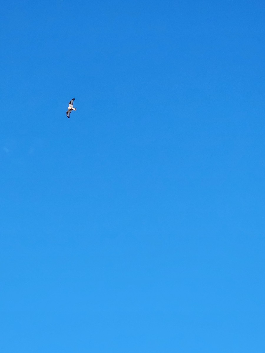 Rough-legged Hawk - ML630674085