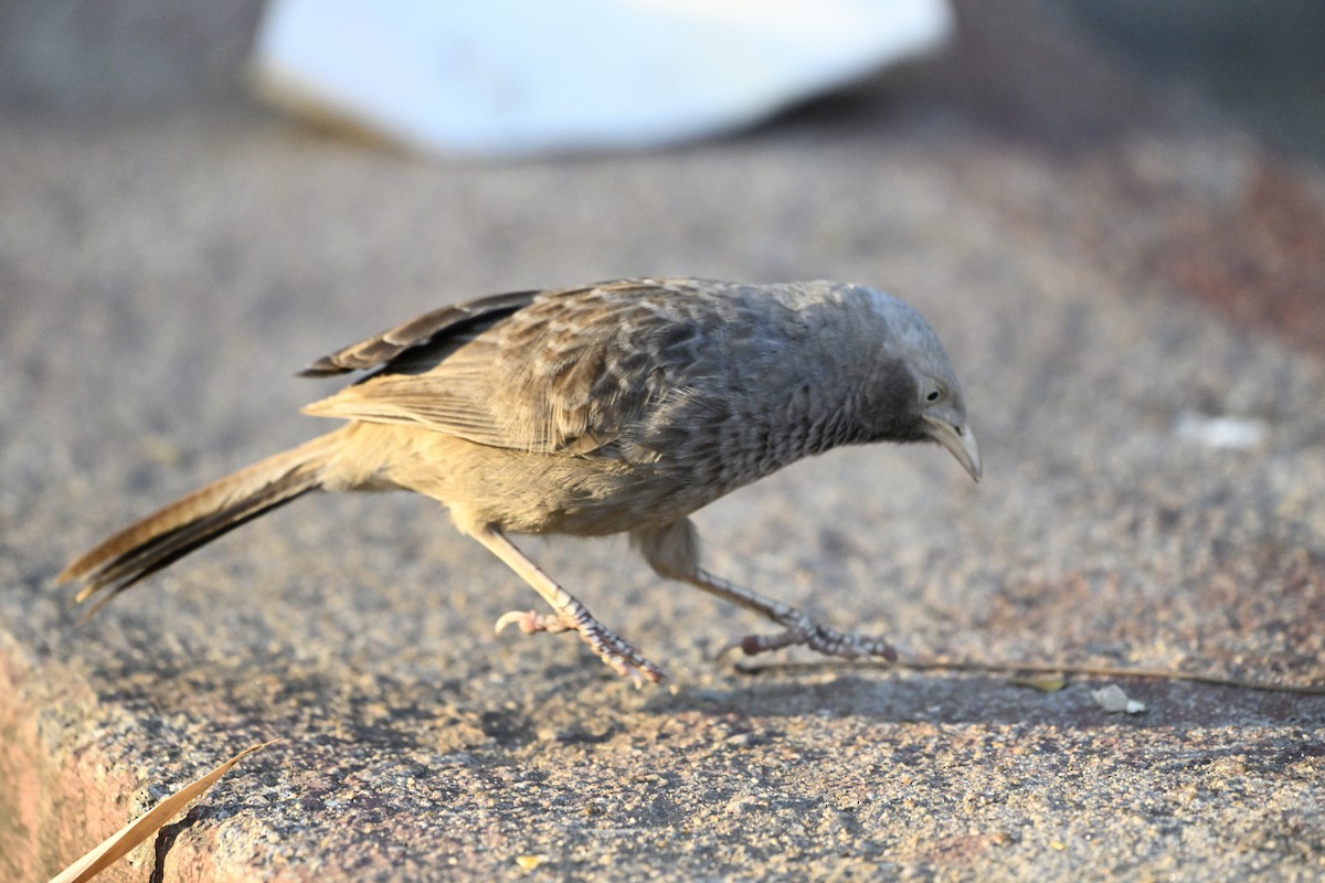 Yellow-billed Babbler - ML630674228