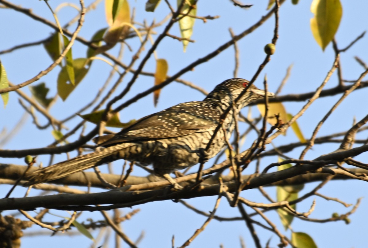 Asian Koel - ML630674260