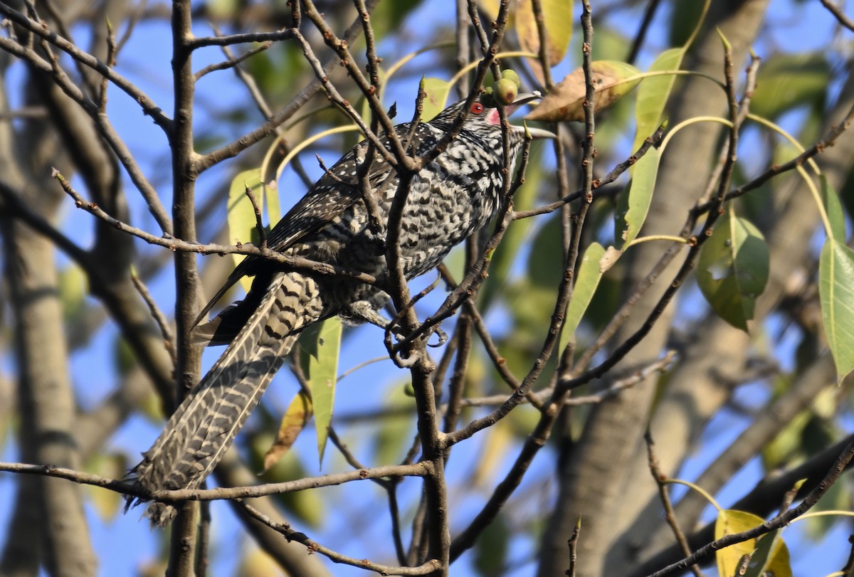 Asian Koel - ML630674261