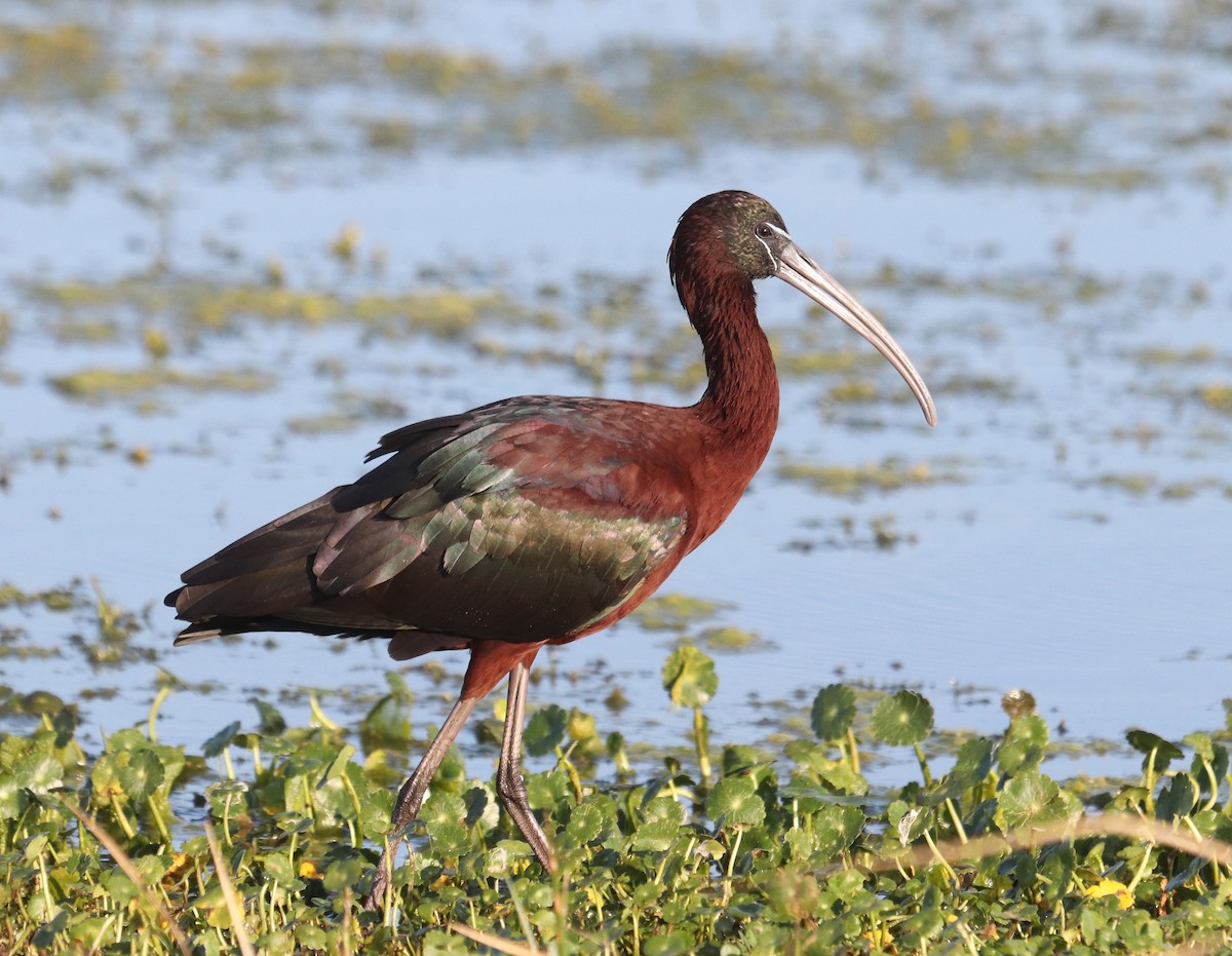 Glossy Ibis - Paul Hueber