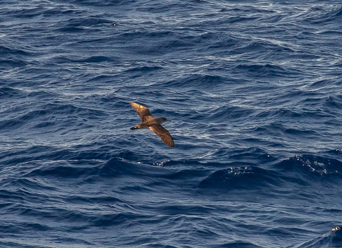 Scopoli's Shearwater - ML630674421