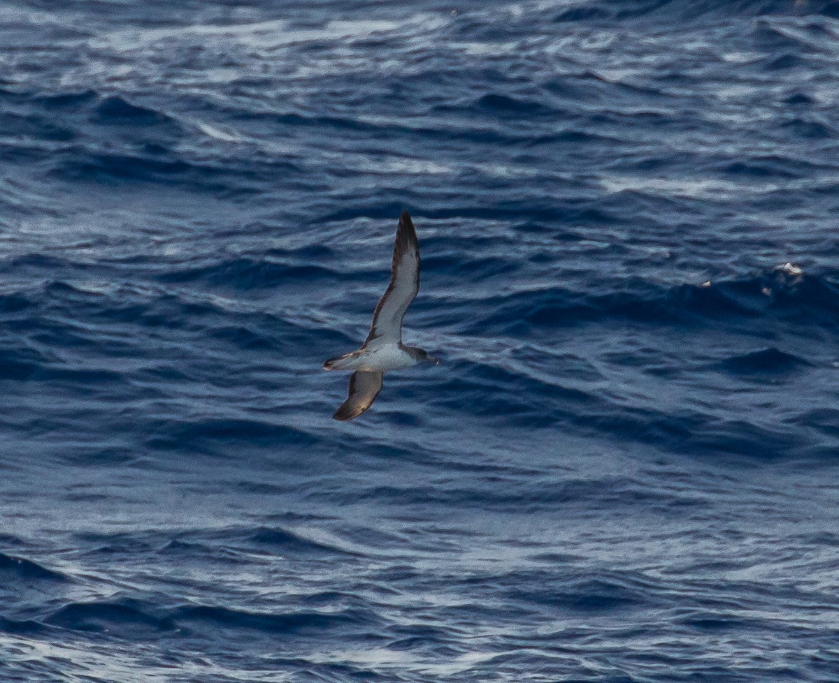 Scopoli's Shearwater - ML630674434