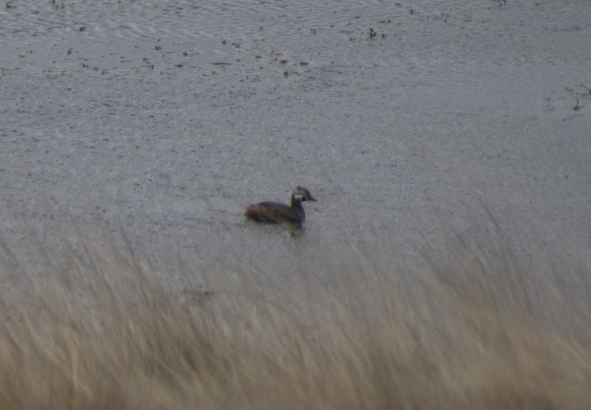 White-tufted Grebe - ML630674472