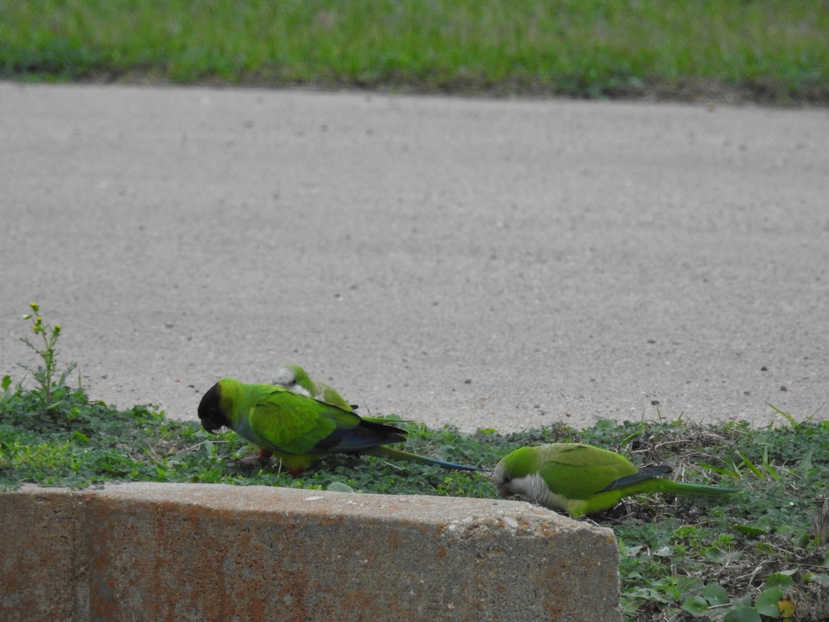 Nanday Parakeet - ML630674532