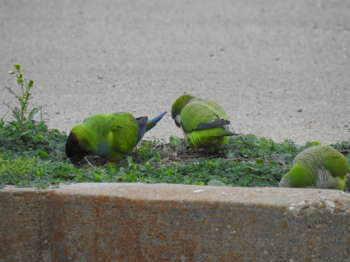 Nanday Parakeet - ML630674543