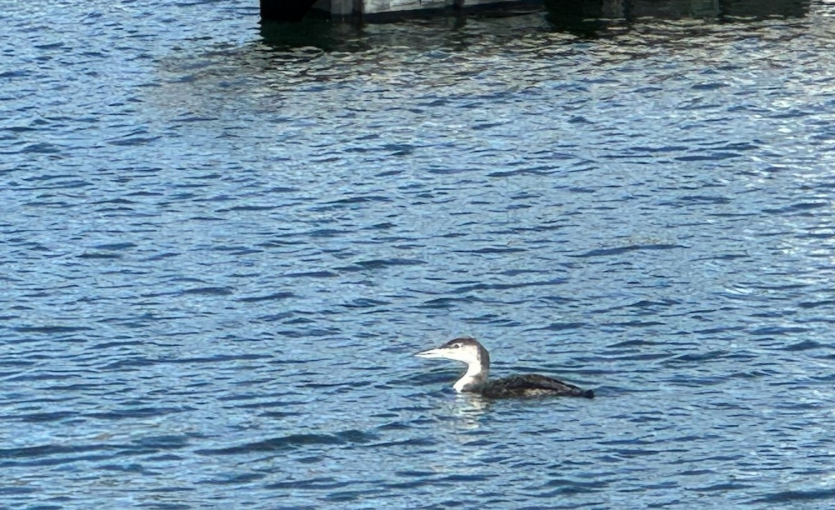 Common Loon - ML630674545