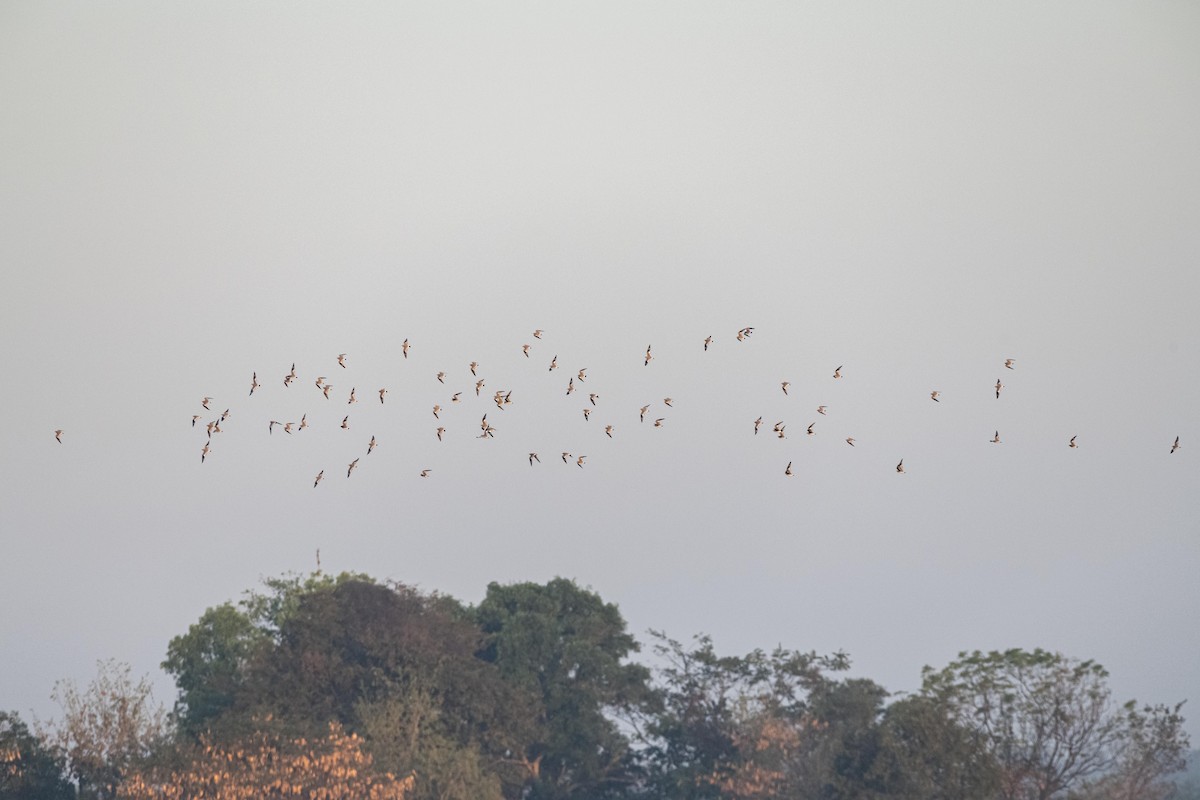 Small Pratincole - ML630674661