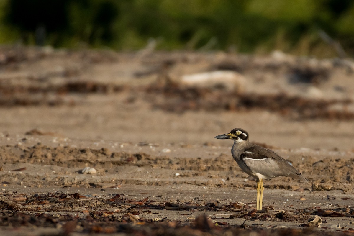 Beach Thick-knee - Raphaël Nussbaumer