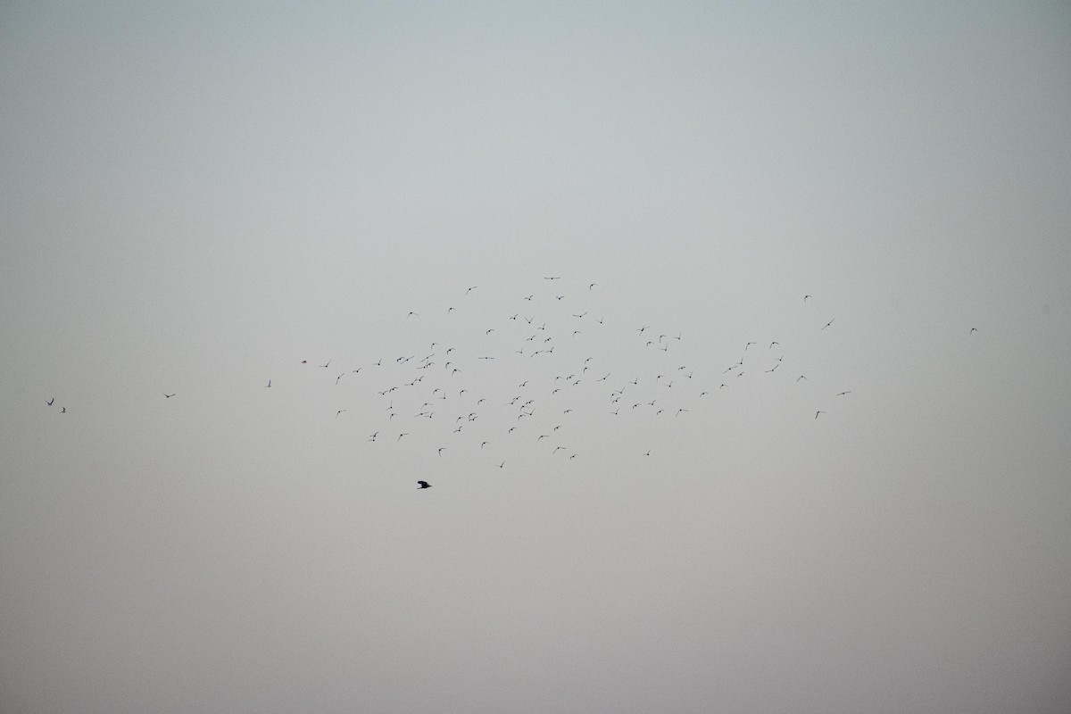 Small Pratincole - ML630674746