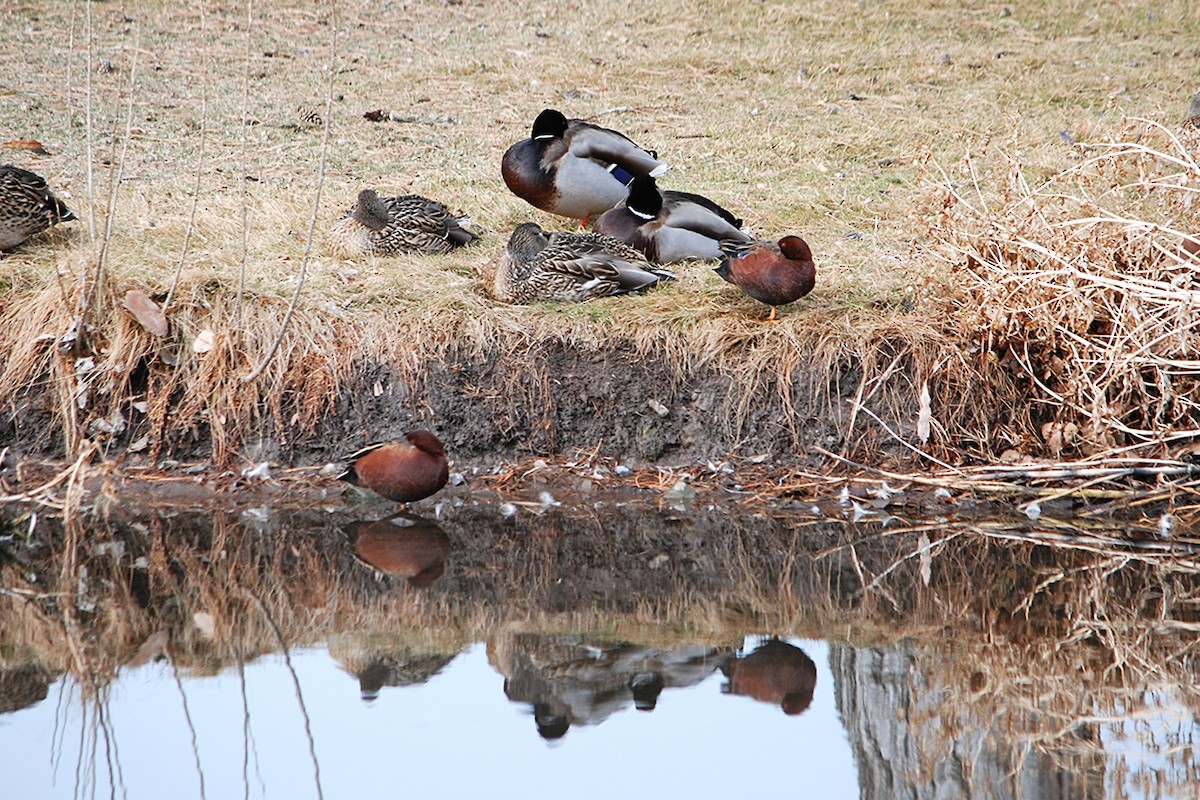 Cinnamon Teal - ML630674889