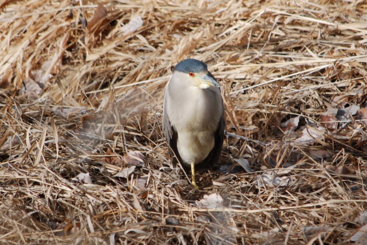Black-crowned Night Heron - ML630674919