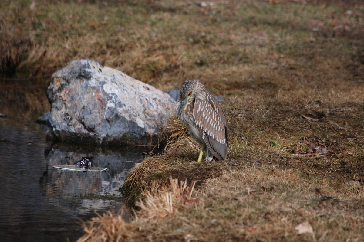 Black-crowned Night Heron - ML630674920