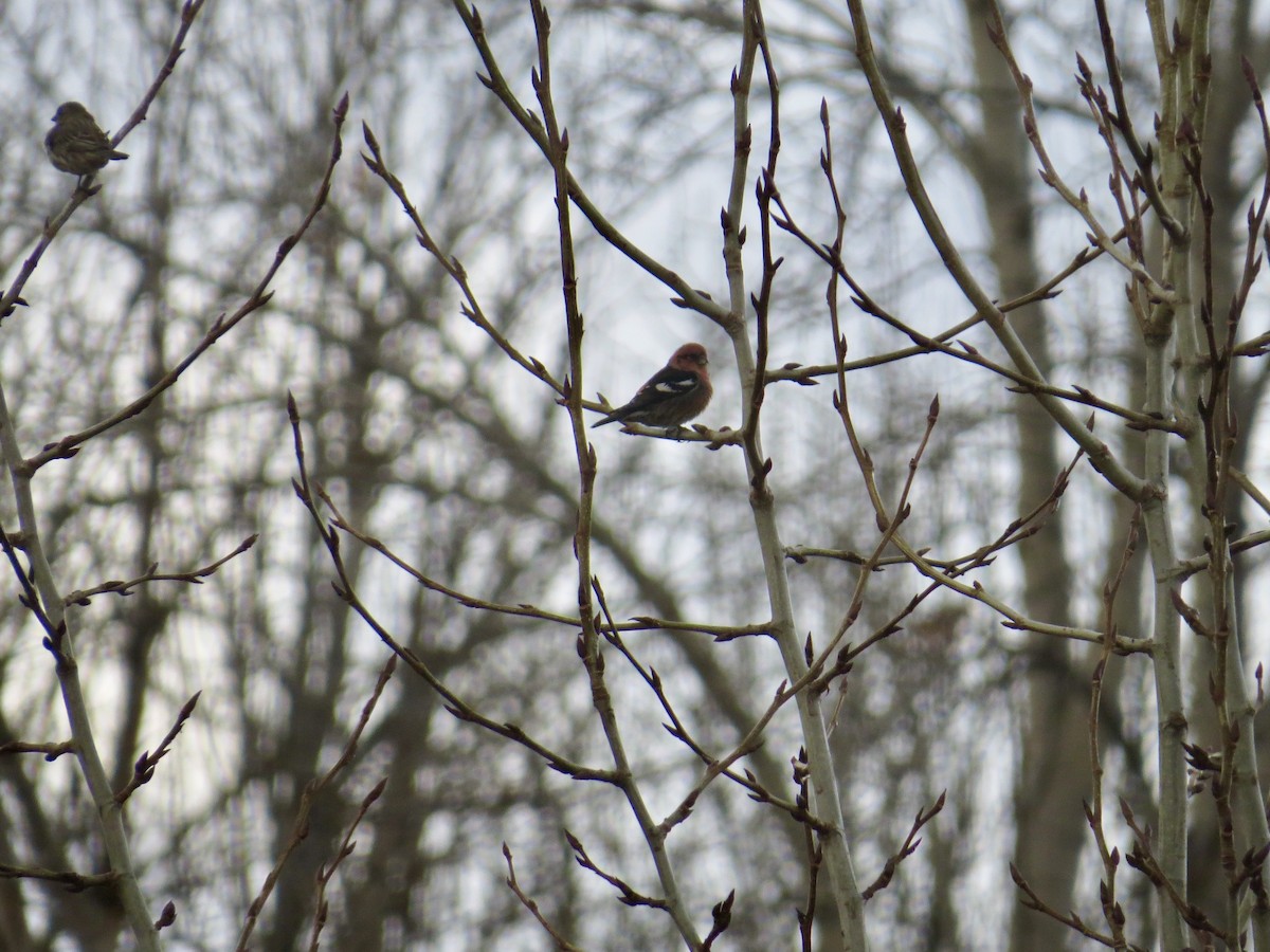 White-winged Crossbill - ML630675323