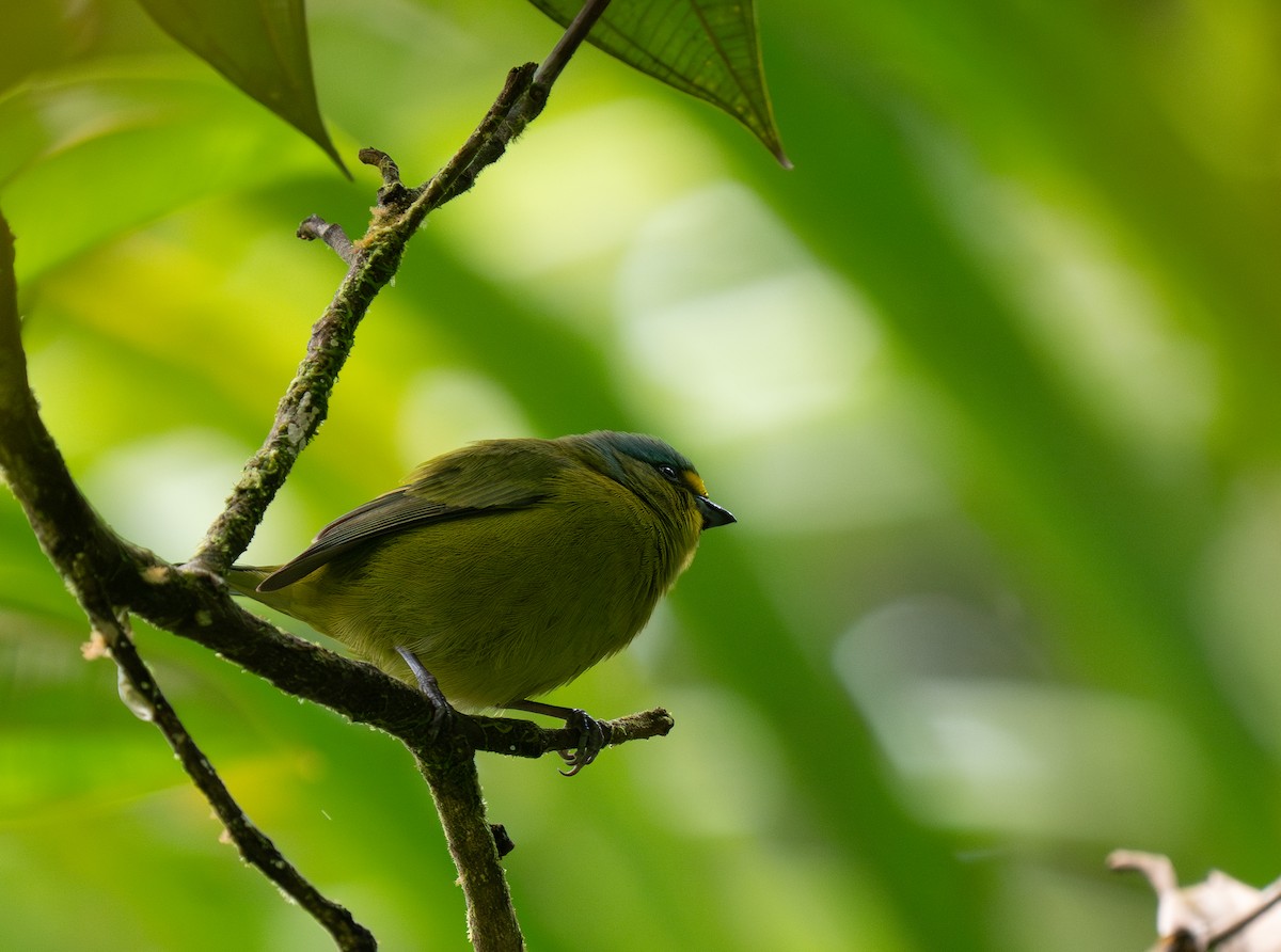 Lesser Antillean Euphonia - ML630675999