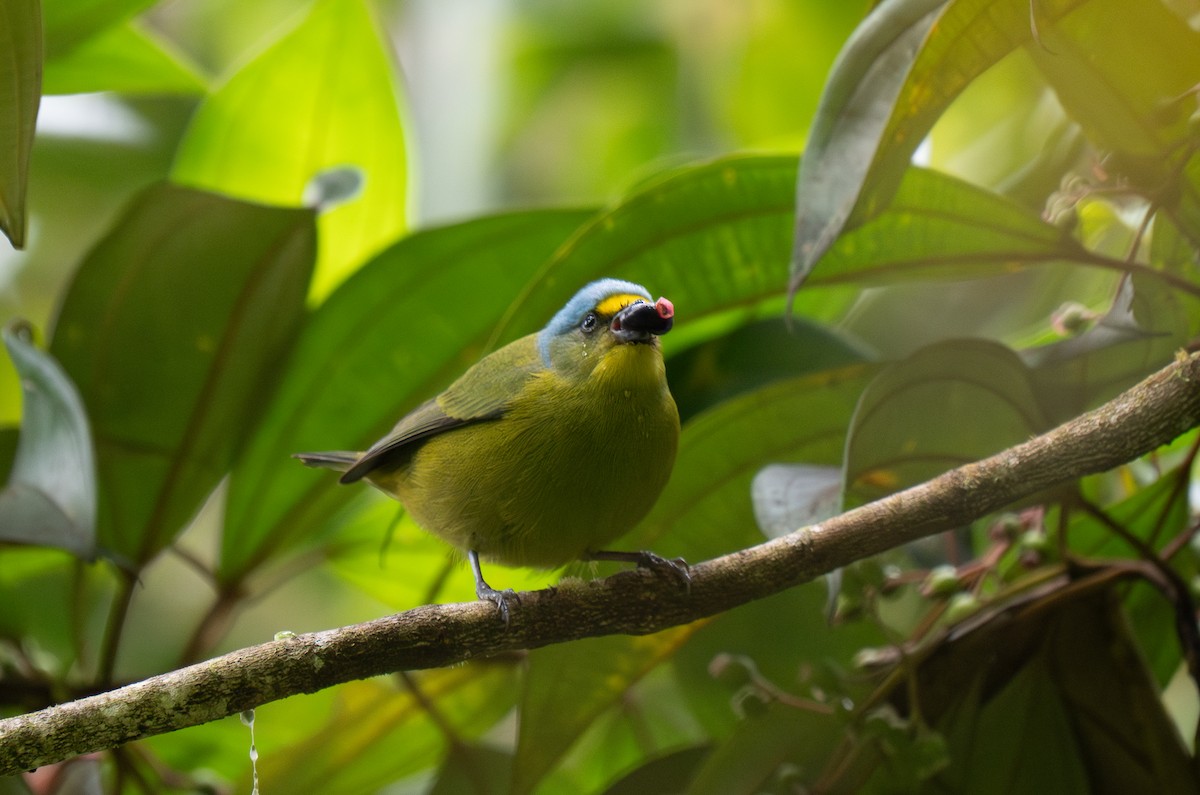 Lesser Antillean Euphonia - ML630676000