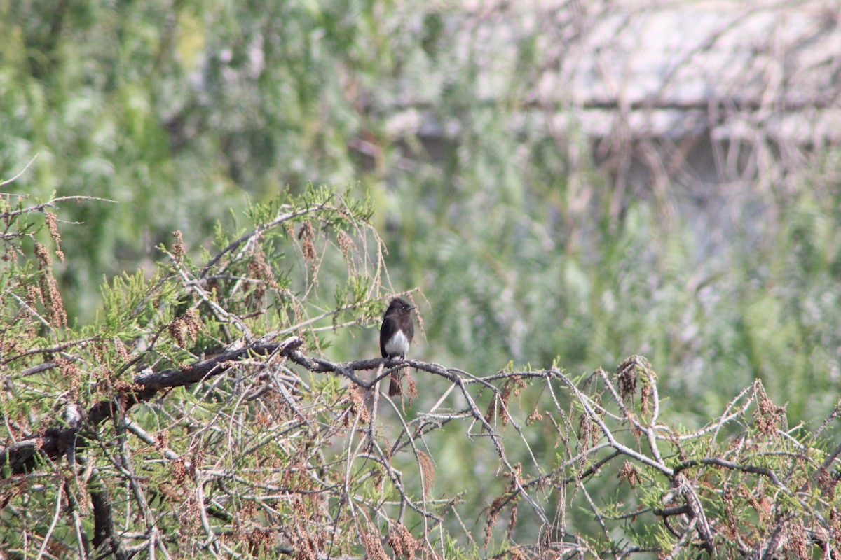 Black Phoebe - ML630676177