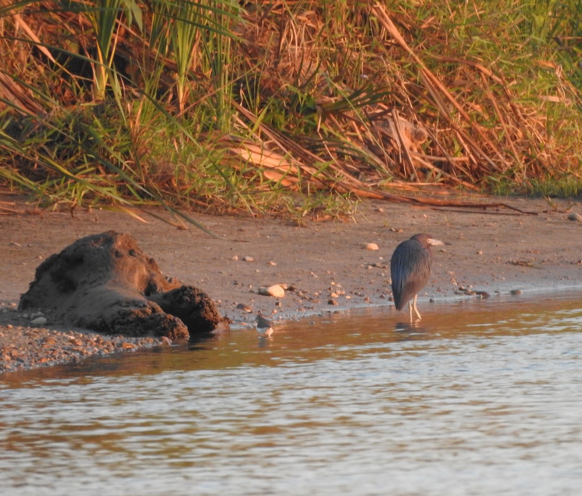 Little Blue Heron - ML630676386