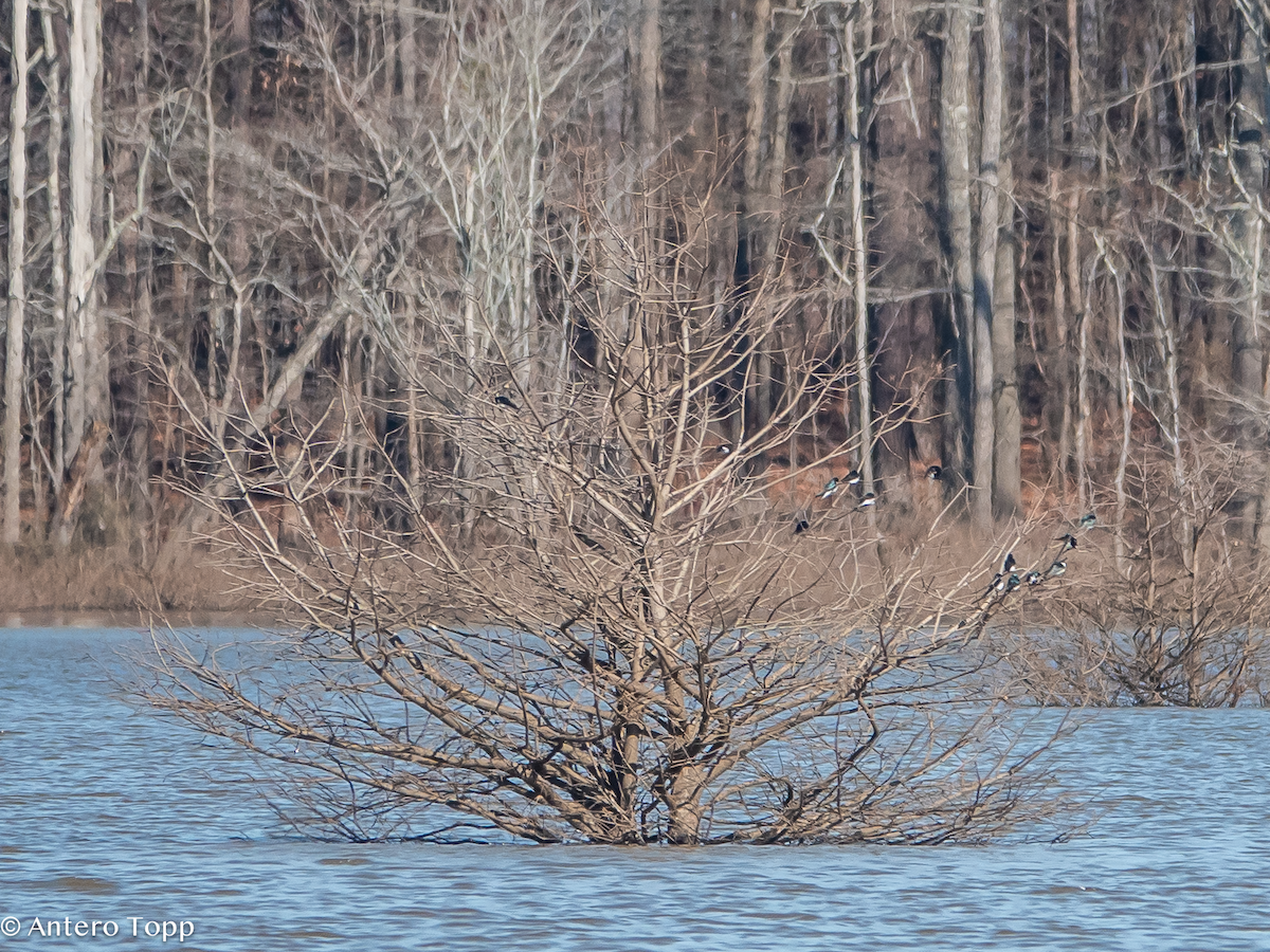Tree Swallow - ML630676479